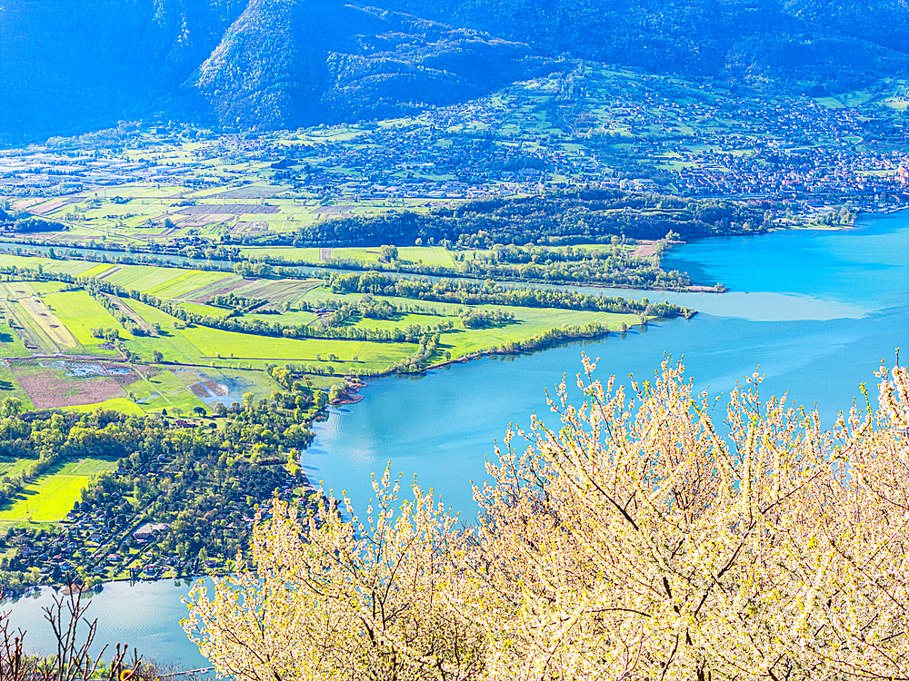 Cherry trees in bloom overlooking river Adda mouth, Lake Como, Lombardy, Italy