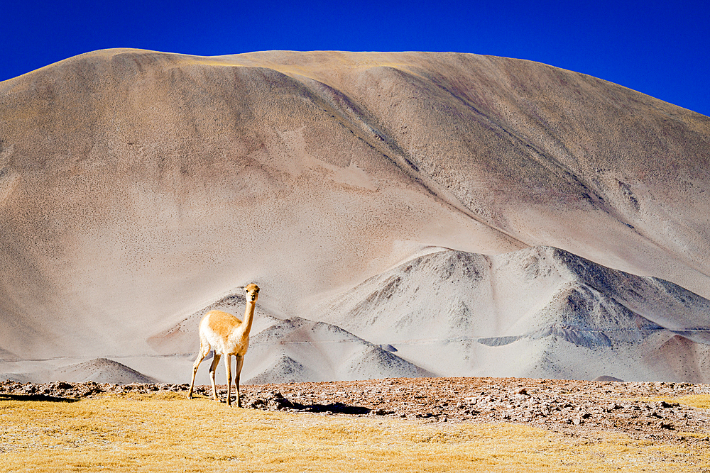 Vicuna on the high-altitude plateau, Puna, Argentina