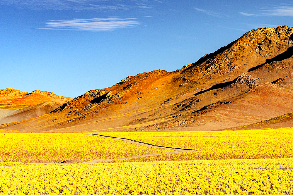 Path among yellow shrub fields, Puna, Argentina