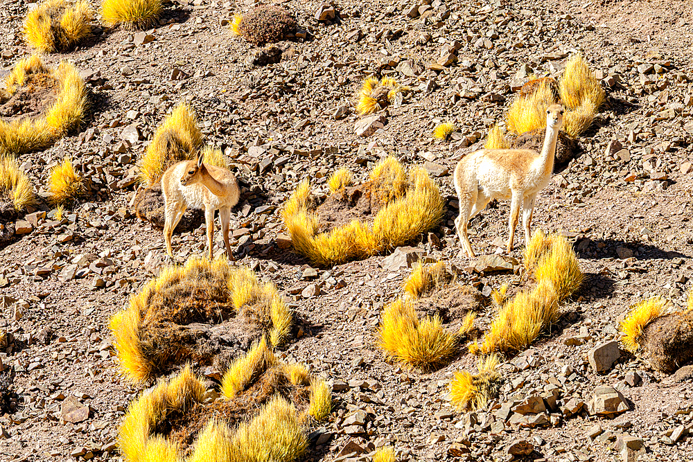 Vicunas, Vega de los Colorados, Puna, Catamarca, Argentina