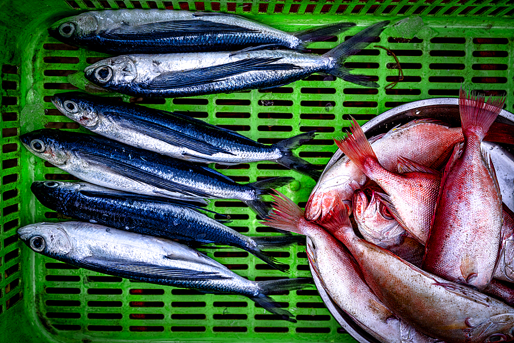 Fresh fish at Tam Tien Fish Market, Quang Nam Province, Central Vietnam