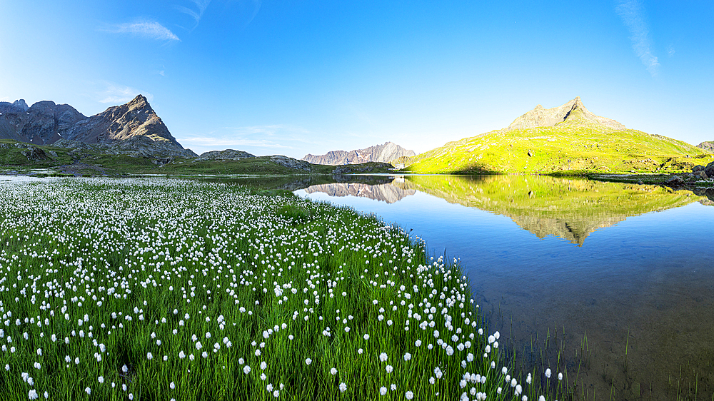 Summer bloom of cotton grass on green meadows surrounding Lago Bianco lake, Gavia Pass, Valfurva, Valtellina, Lombardy, Italy