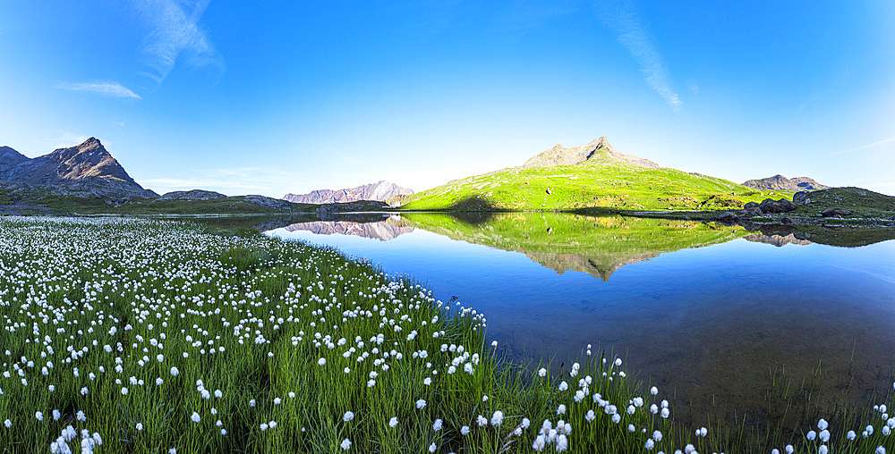 Aerial panoramic of cotton grass in bloom on shores of pristine Lago Bianco lake, Gavia Pass, Valfurva, Valtellina, Lombardy, Italy