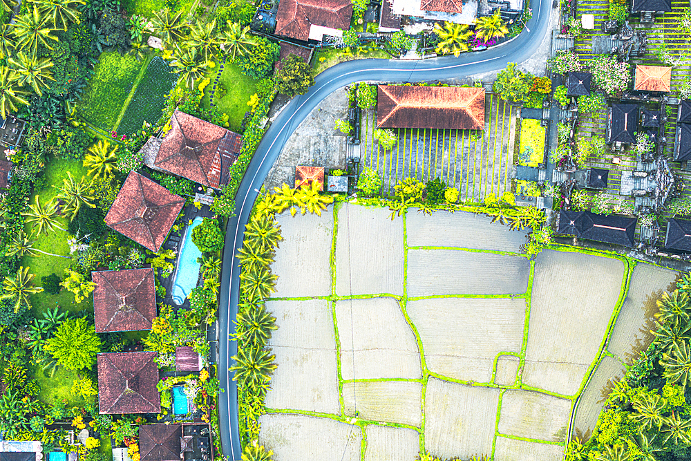 Aerial view of a winding road through paddy fields and traditional rural houses, Ubud, Bali, Indonesia