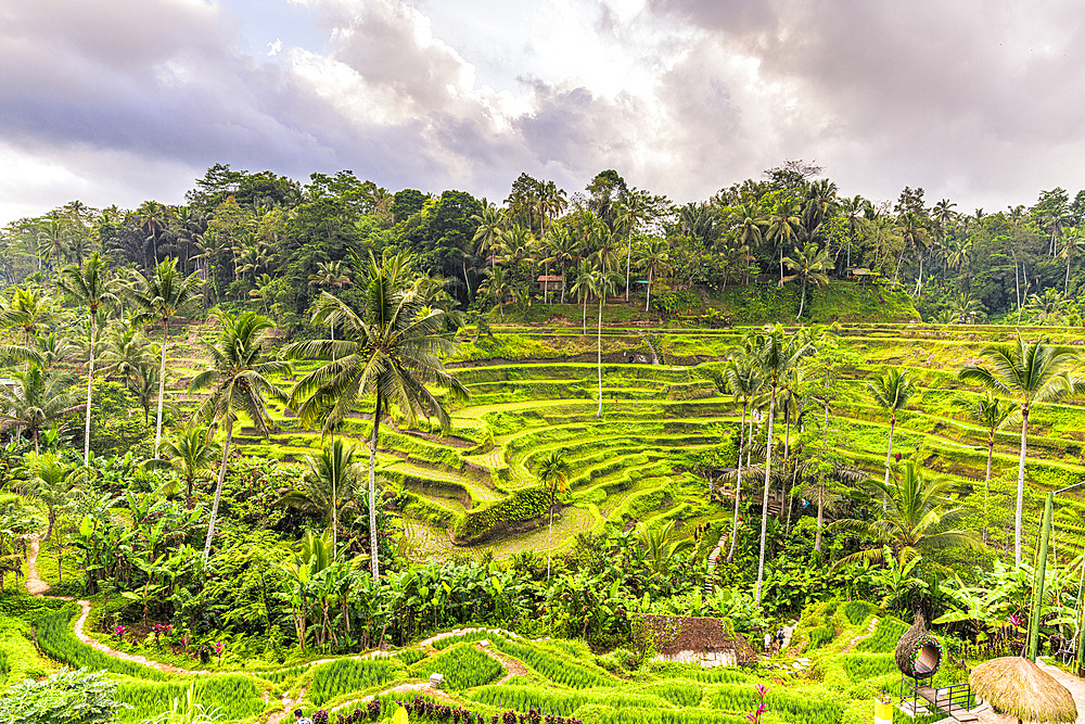 Lush palm trees and rice terraced fields, Ubud, Bali, Indonesia