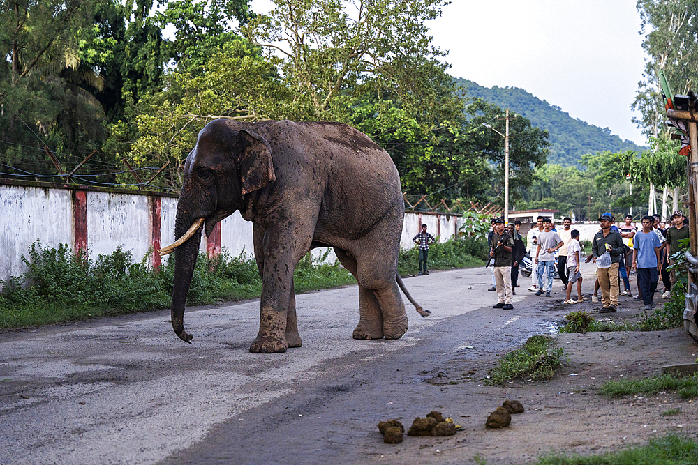 GUWAHATI, INDIA - AUGUST 14: Forest guards try to drive away a wild elephant wandering on a road near Narengi Army Camp in Guwahati, India on August 14, 2025.