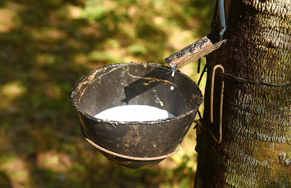 Collected latex from rubber trees in a forest