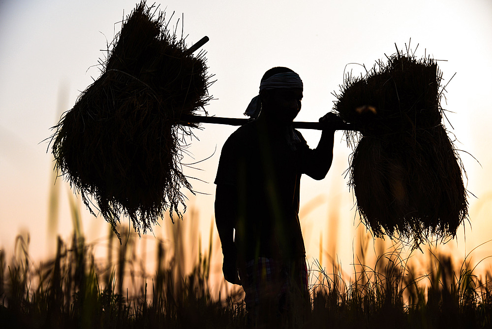 A farmer carries harvested paddy during sunset