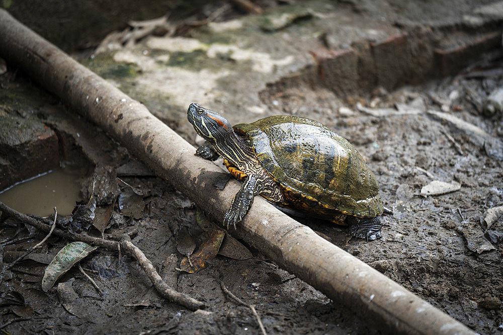 Red eared slider turtles bask near a pond