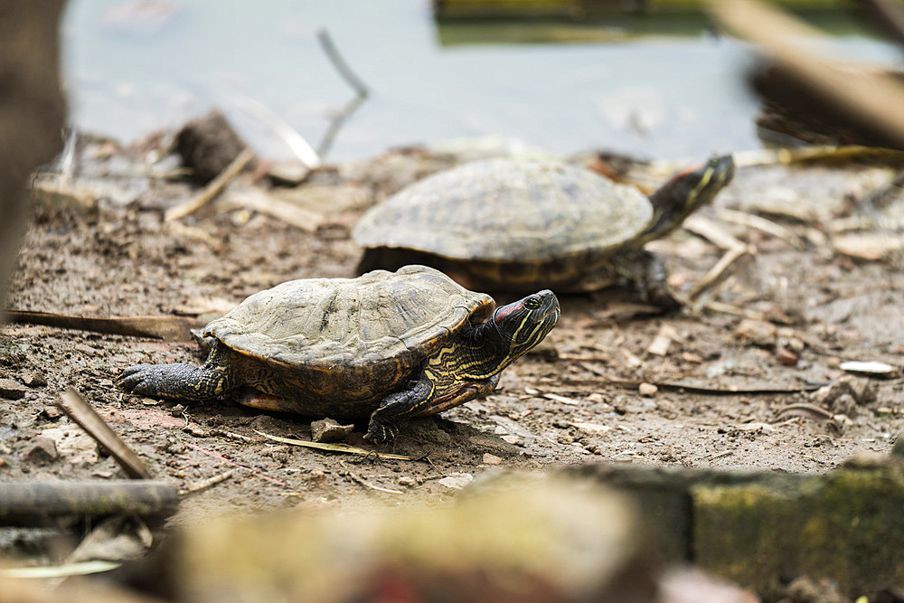 Red eared slider turtles bask near a pond