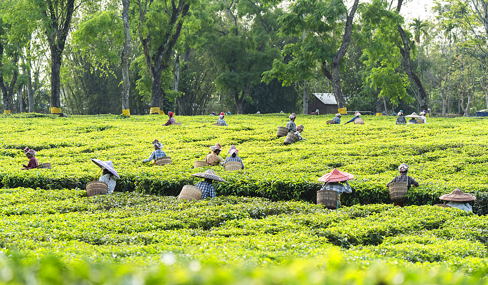 Group of Women tea pluckers in Assam, India