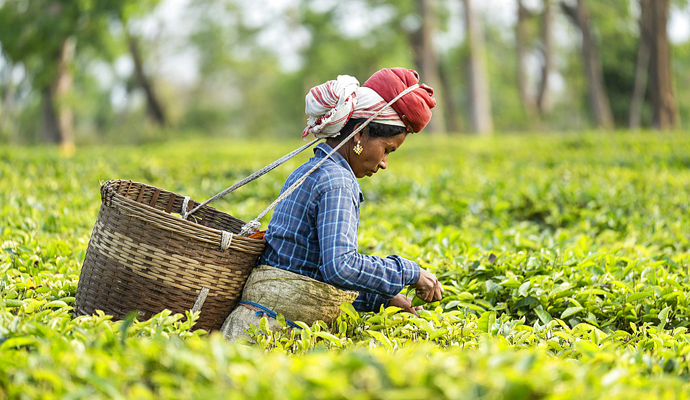 Women tea pluckers in Assam, India