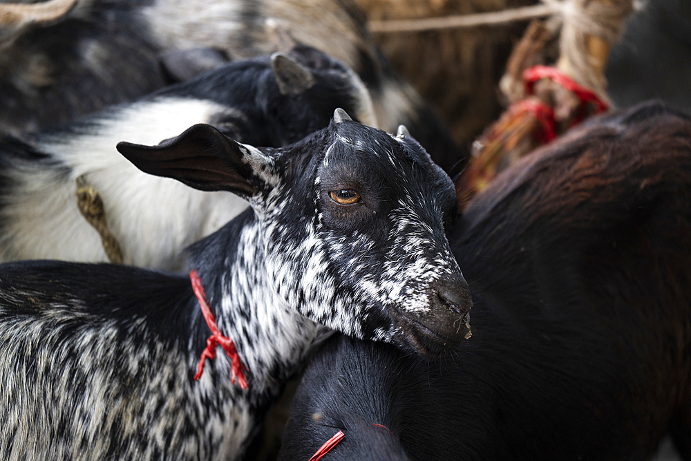 To sell livestock goats at a cattle market