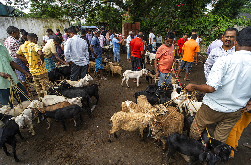Livestock vendors selling goats at a cattle market in Guwahati, India on June 6, 2025.