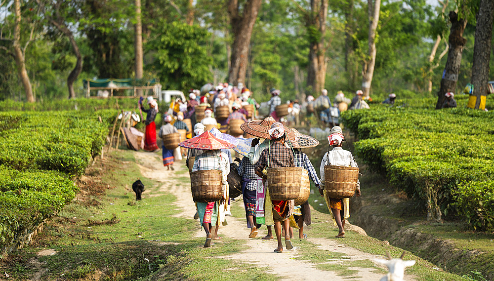 Women tea pluckers returns after plucking tea leafs in Assam, India