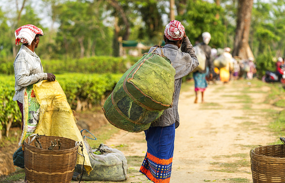 Women tea pluckers returns after plucking tea leafs in Assam, India