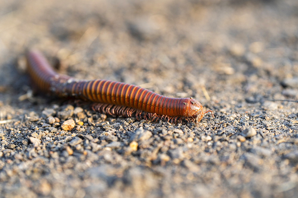 rusty millipede or common Asian millipede