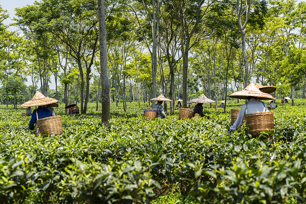 Women workers plucking or harvesting tea leafs wearing traditional conical hat or Jaapi at a tea estate in Golaghat, Assa, India on June 12, 2025.
