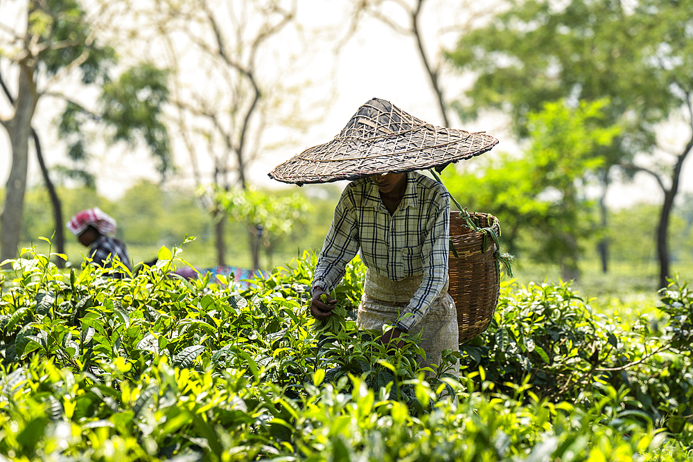 A woman worker plucking or harvesting tea leafs wearing traditional conical hat or Jaapi at a tea estate in Golaghat, Assa, India on June 12, 2025.