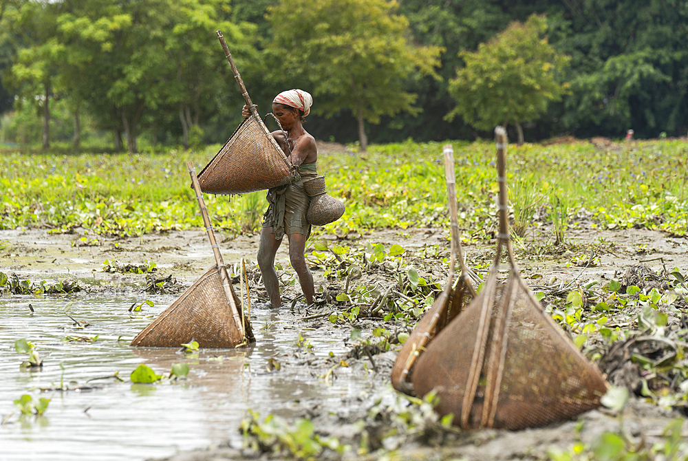 BAKSA, INDIA- JULY 12: Tribal women engage in traditional fishing using Jakoi, a bamboo fishing tool, in a shallow wetland in Baksa, India on July 12, 2025.