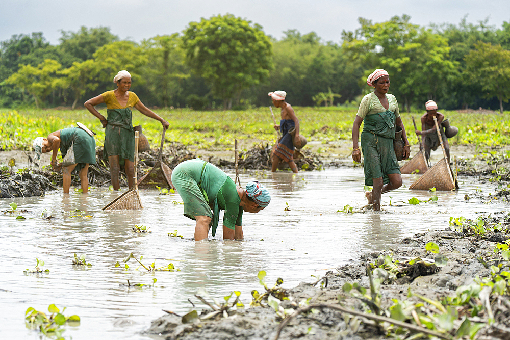 BAKSA, INDIA- JULY 12: Tribal women engage in traditional fishing using Jakoi, a bamboo fishing tool, in a shallow wetland in Baksa, India on July 12, 2025.