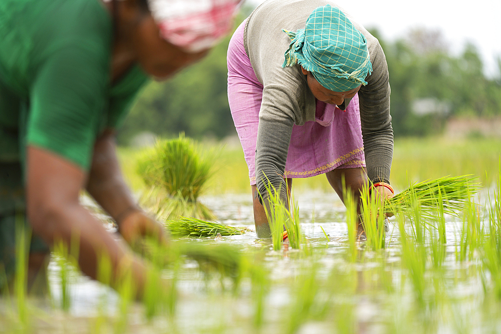 BAKSA, INDIA- JULY 12: Tribal women transplant rice seedlings in a waterlogged paddy field in Baksa, India on July 12, 2025.
