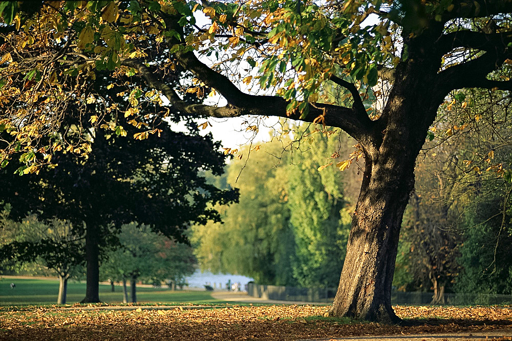 Hyde Park, London, England, United Kingdom, Europe