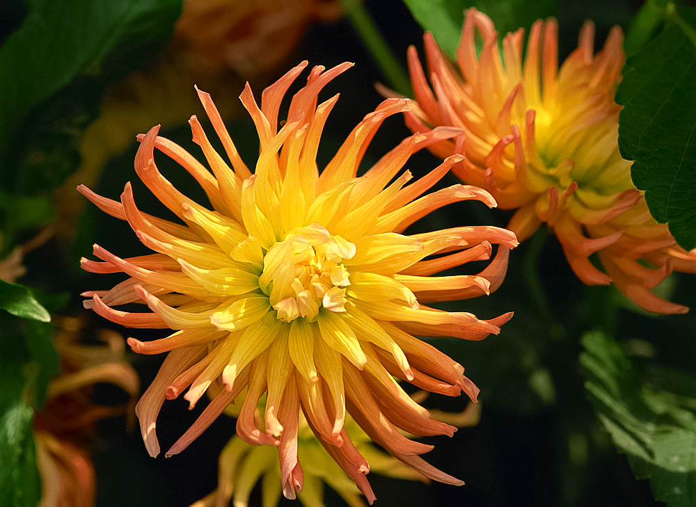 Close-up dahlia flowers