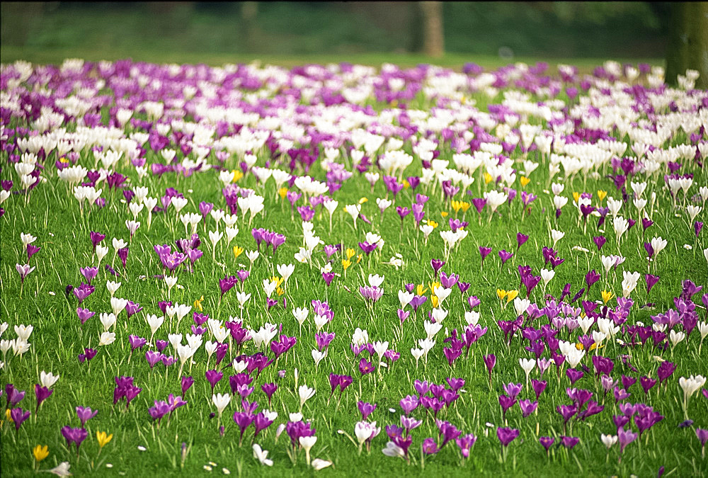 Carpet of crocuses in spring in England, United Kingdom, Europe