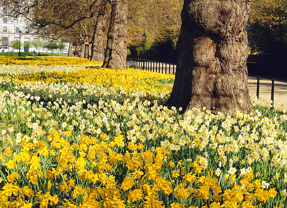 Daffodils in Green Park, London, England, UK