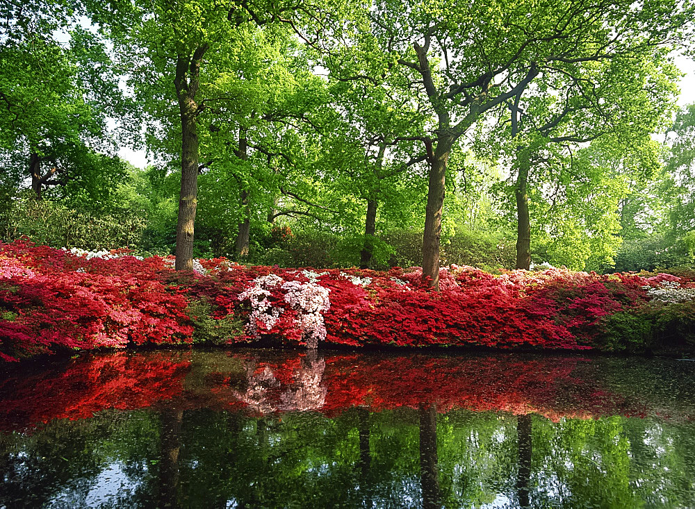 Azaleas, The Isabella Plantation, Richmond Park, London, England, United Kingdom, Europe