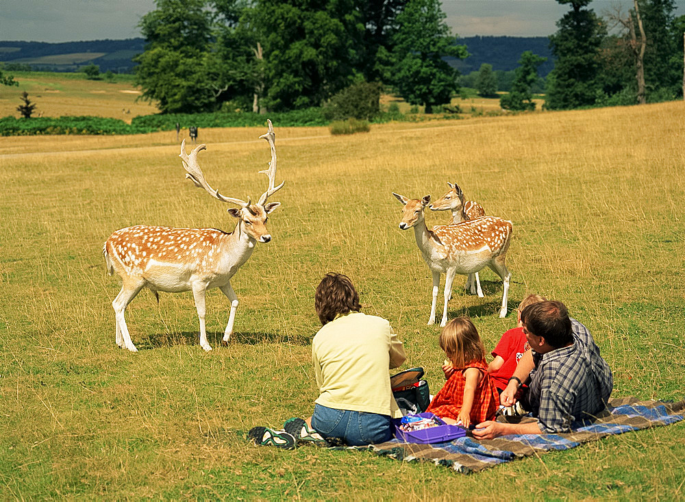 Deer and family picnic, Knole House, Kent, England, United Kingdom, Europe