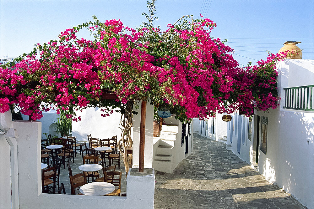 Side street, white walls, cafe and bougainvillea in Apollonia, on Sifnos, Cyclades Islands, Greek Islands, Greece, Europe