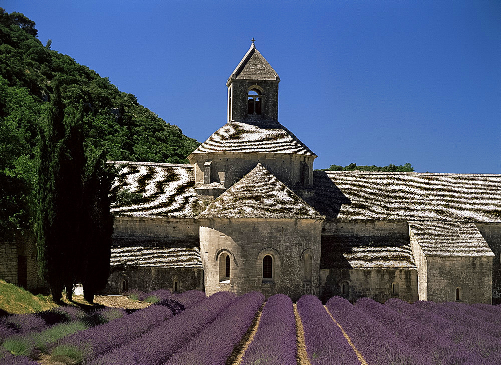 Abbaye de Senanque and lavender, near Gordes, Vaucluse, Provence, France, Europe