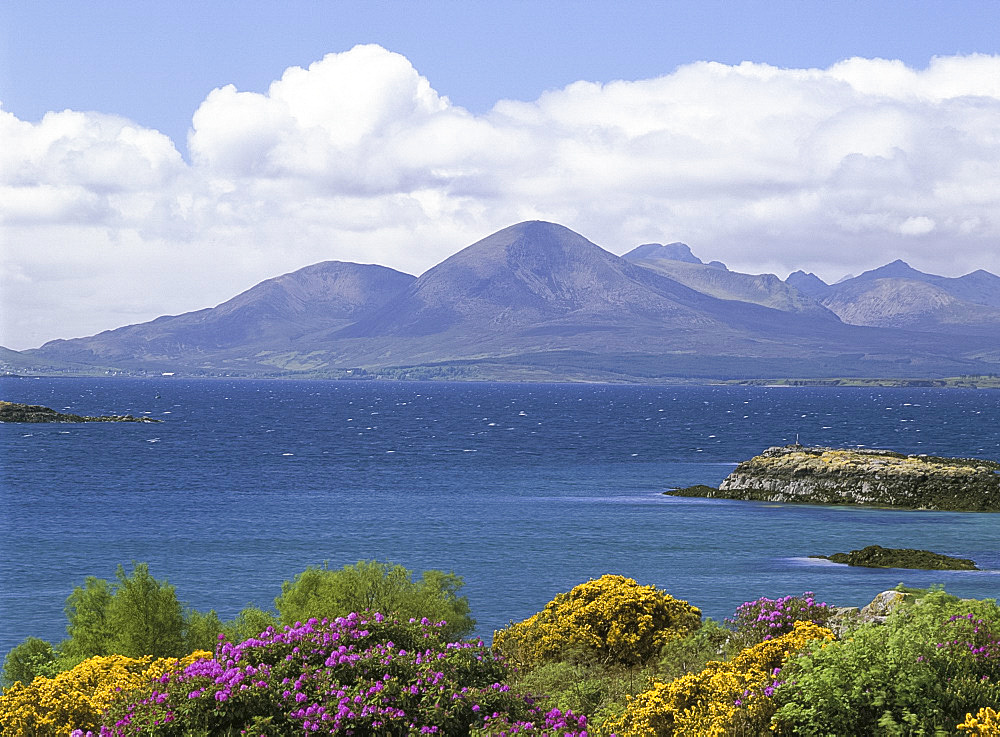 Gorse and rhododendrons, Lochalsh, Highland region, Scotland, United Kingdom, Europe