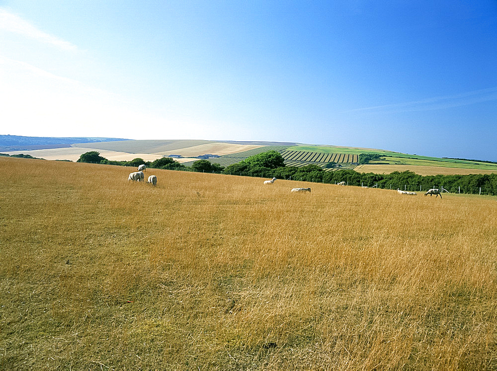 The South Downs, East Sussex, England, United Kingdom, Europe