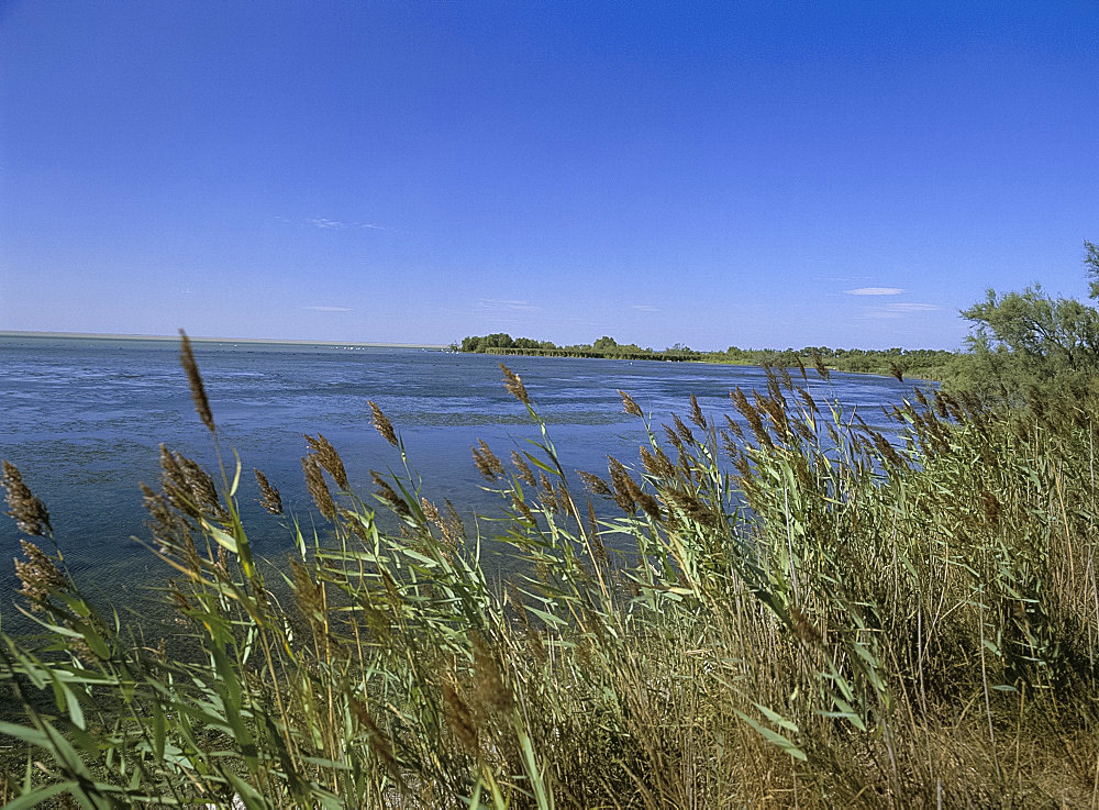 Etang du Vaccares, Camargue region, Bouches-du-Rhone, France, Europe