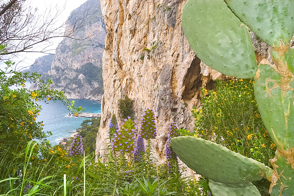 Cactus and wild flowers on a seaside cliff, Isle of Capri, Italy, Mediterranean, Europe