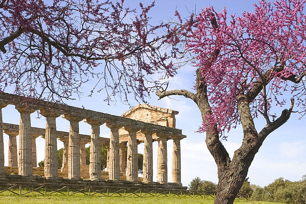 The Temple of Ceres surrounded by cherry trees, at The Temples Museum, Paestum, Campania, Italy, Mediterranean, Europe