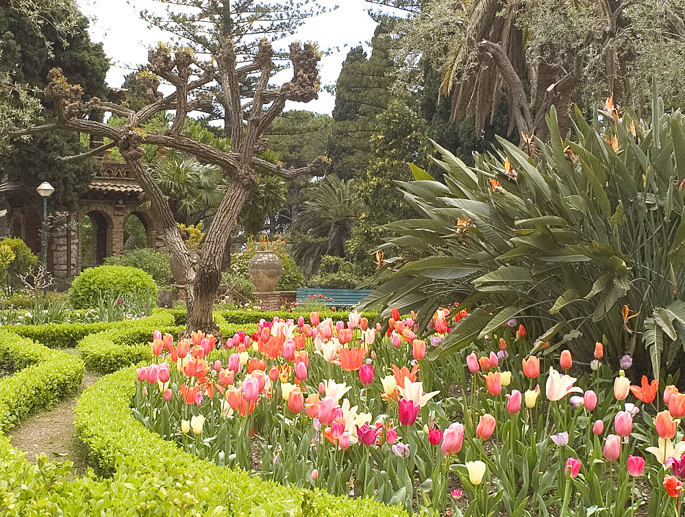 Spring tulips in the Parco Duchi di Cesaro, Taormina, Sicily, Italy, Mediterranean, Europe