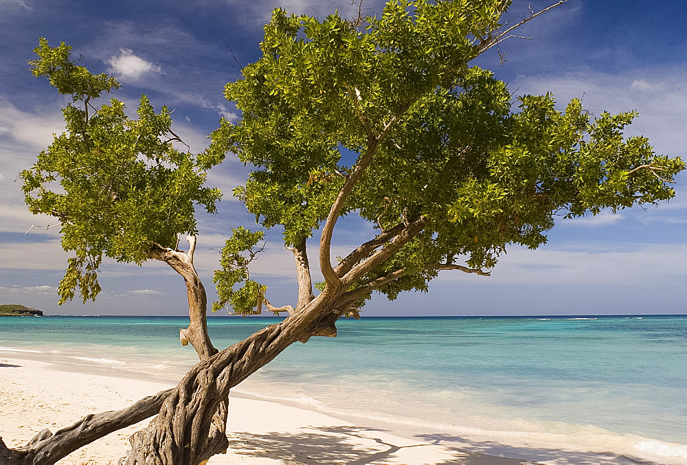 A tree growing on Guardalavaca Beach, Guardalavaca, eastern coast, Cuba, West Indies, Caribbean, Central America