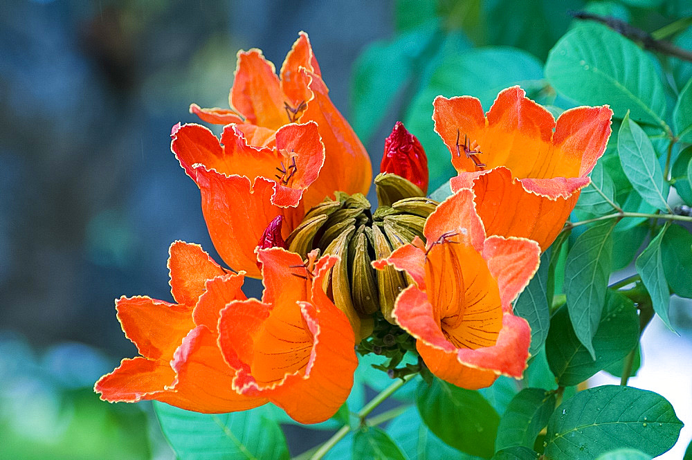 Spathodea campanulata (African tulip tree), bright orange tropical flowers in January, Eastern Cuba, Cuba, West Indies, Central America