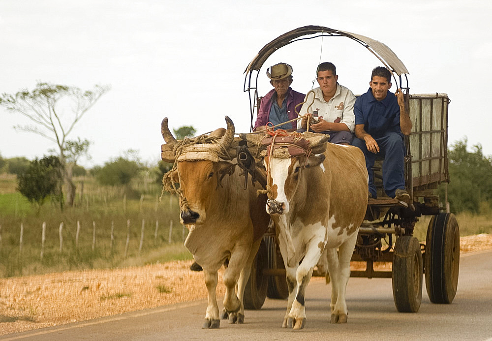 Three men riding in an ox cart, Sancti Spiritus province, Cuba, West Indies, Central America