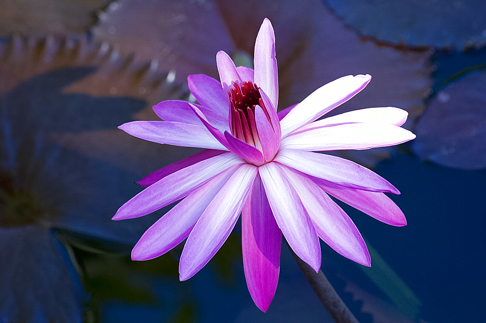 Nymphaea, pink waterlily flower and dark leaves in January, Cuba, West Indies, Central America