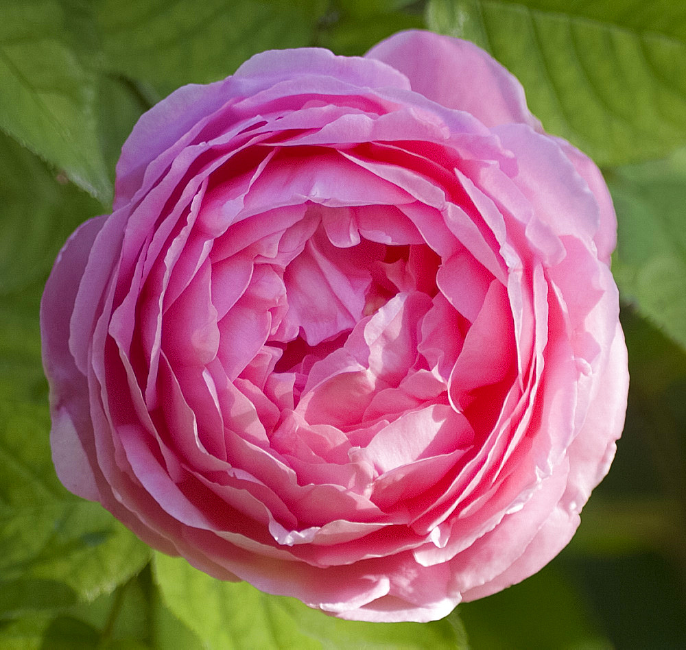 A pink English rose, Rosa Constance Spry taken in June, London, England, United Kingdom, Europe