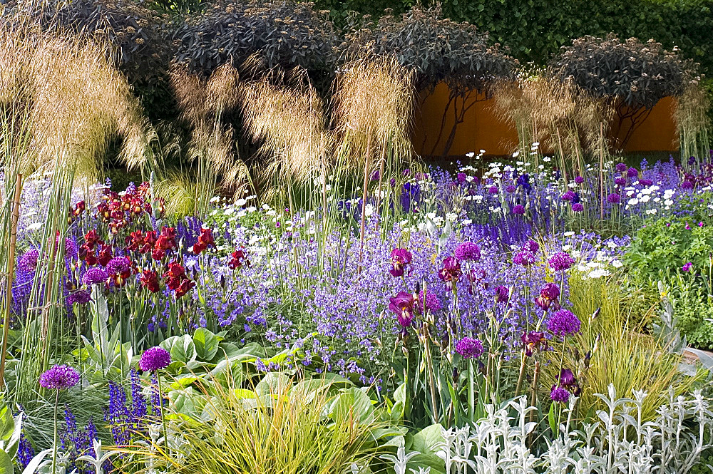 Allium, bearded iris, euphorbia, and nepeta plants in the award-winning Daily Telegraph Garden, designed by Tom Stuart-Smith, at the 2006 Royal Horticultural Society Chelsea Flower Show, London, England, United Kingdom, Europe