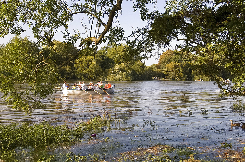 Rowers in a wooden boat on the River Thames near Richmond-upon-Thames during a very high tide, Surrey, England, United Kingdom, Europe