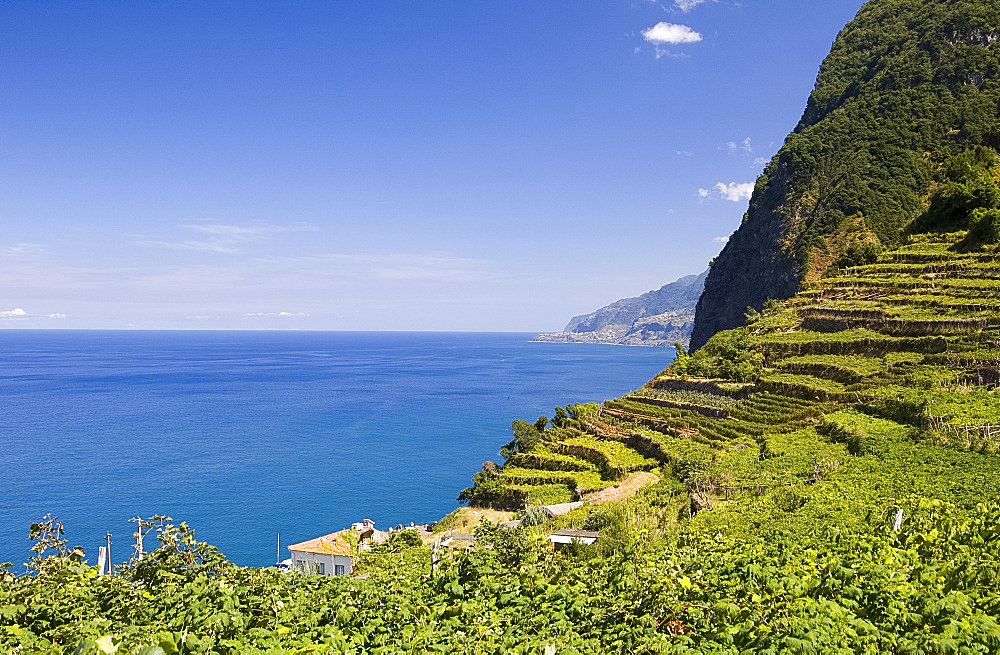 Vineyards on hillsides on the north coast near Ribeira da Janela, island of Madeira, Portugal, Atlantic, Europe