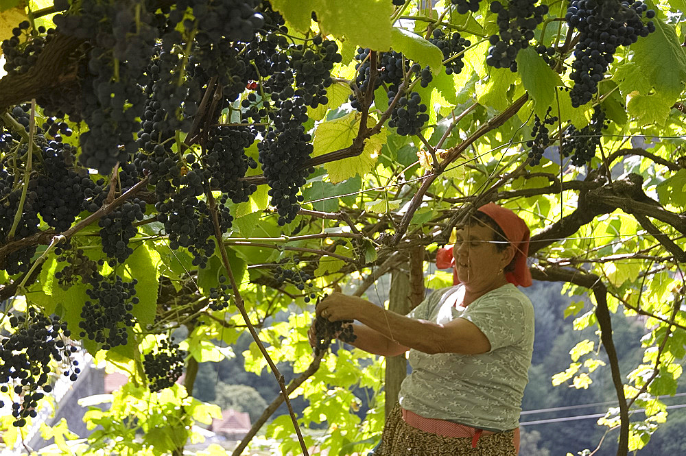 A woman harvesting grapes in the village of Faja Grande near the north coast of Madeira, Portugal, Europe