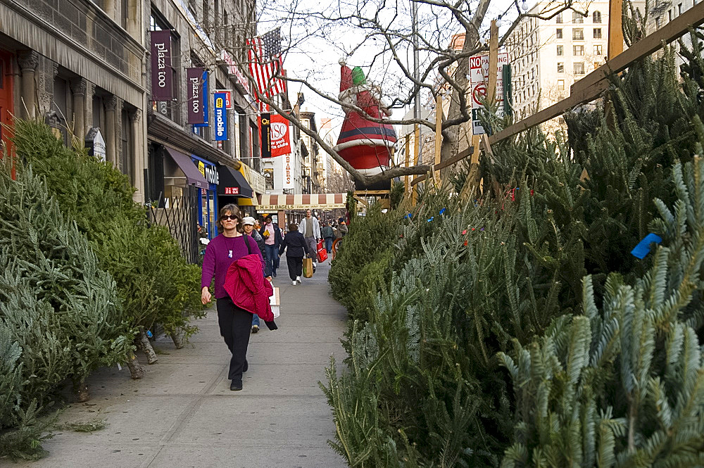 Rows of Christmas trees for sale along Broadway on the Upper West Side of Manhattan, New York City, United States of America, North America